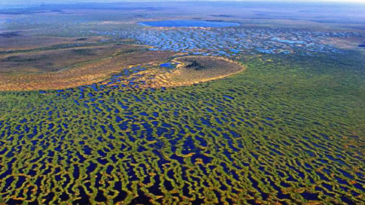 По крупнейшему в мире болоту проложат туристический маршрут - фото