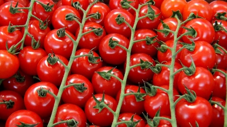 В Минсельхозе не исключают начало поставок турецких томатов в РФ - фото