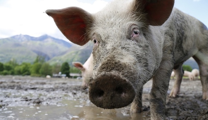 Африканская чума свиней обнаружена еще в трех российских регионах - фото