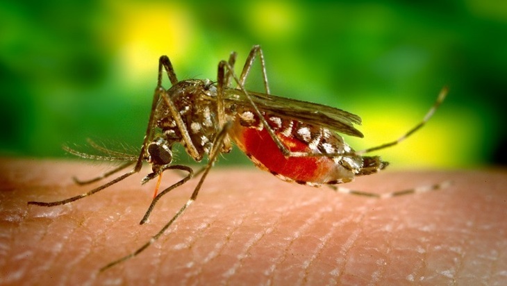 LG выпустила смартфон, отпугивающий комаров - фото