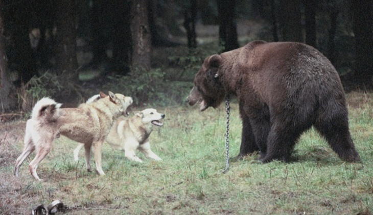 Совет Федерации схлестнулся с Госдумой из-за медведей - фото