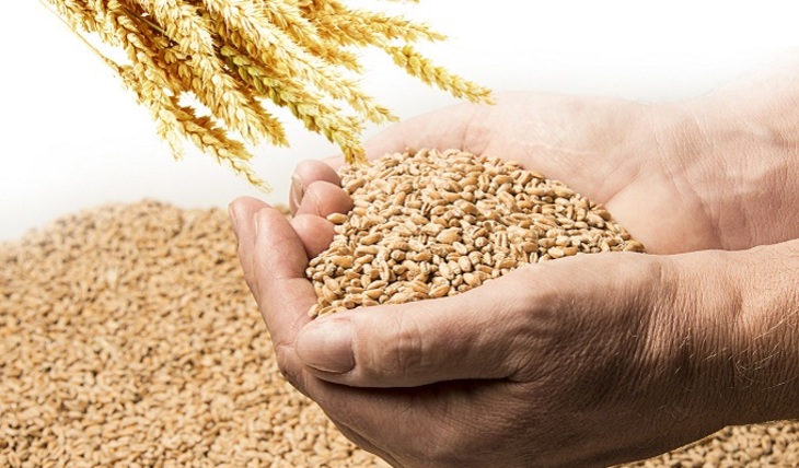 Экспорт зерна добьет русскую деревню - фото