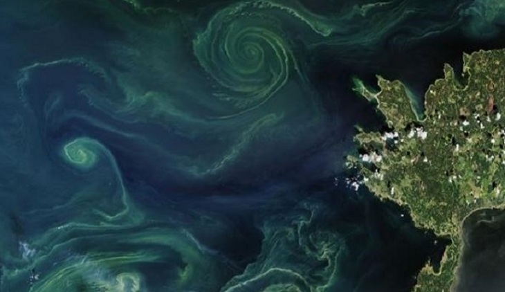 Балтика захвачена сине-зелеными - фото