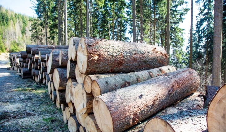 Кто виноват в истреблении российского леса? - фото