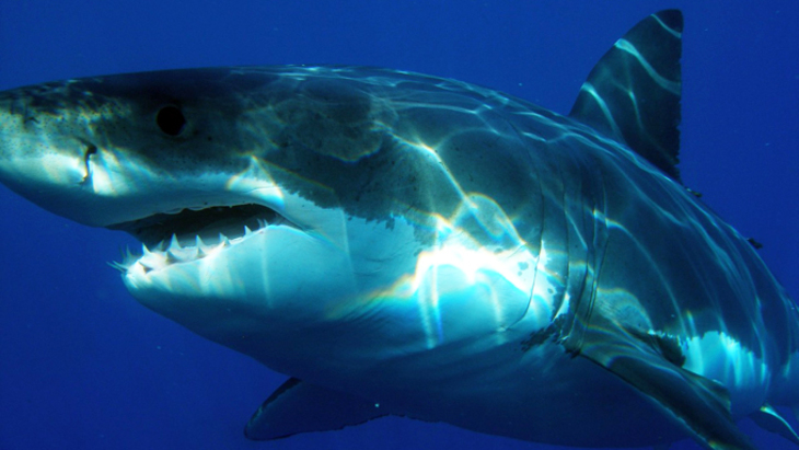 Туристов, выезжающих в Египет, будут предупреждать об акулах - фото