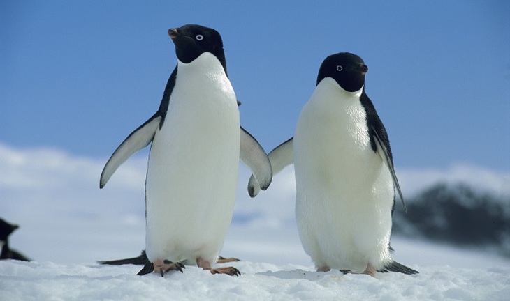 Пингвины - лучшие друзья человека - фото