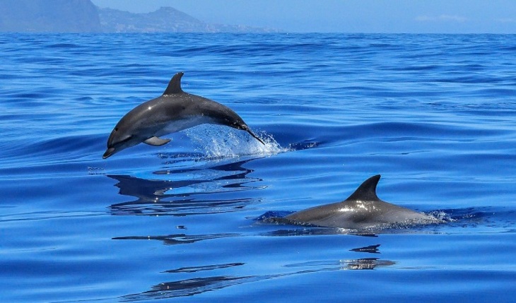 Боевые дельфины снова в строю? - фото