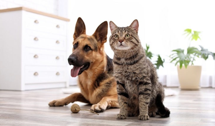 В жару и кошка дышит по-собачьи - фото