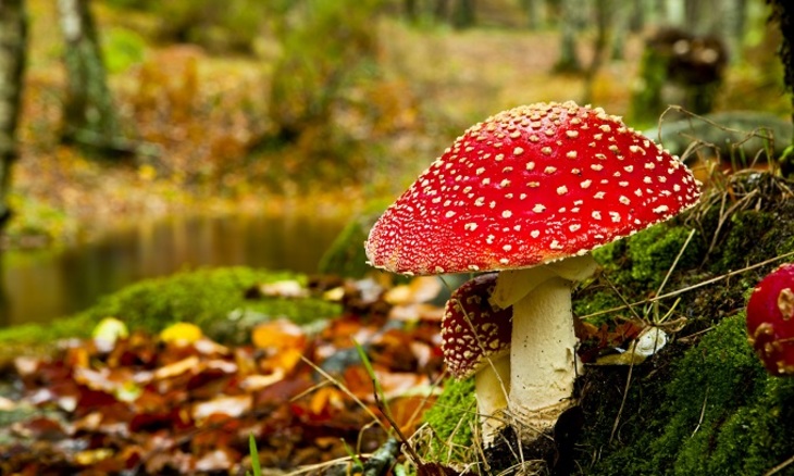 Летние грибы: какие полезны, а какие отрава - фото
