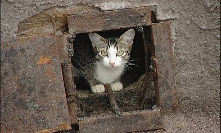У бездомных котов появился шанс на выживание - фото