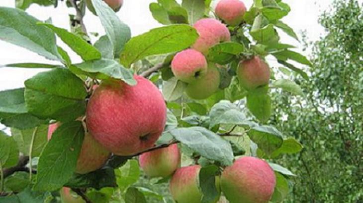 Идеальные яблони: век живут, вверх не растут - фото