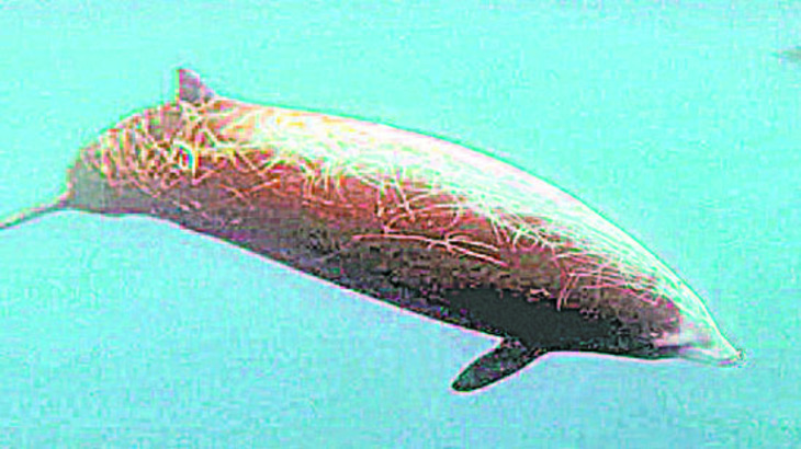 Клюворылый кит установил мировой рекорд ныряния - фото
