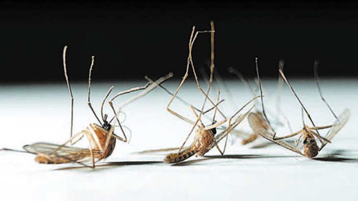 Как бороться с комарами инновационными средствами - фото