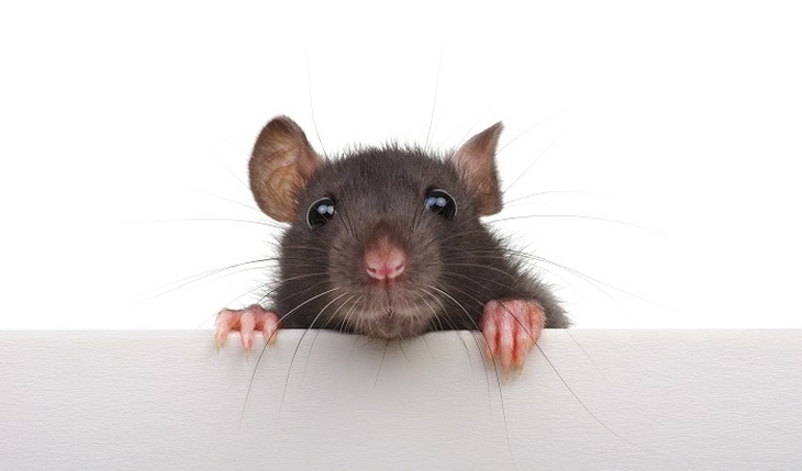 Люди-Крысы: гении и революционеры - фото