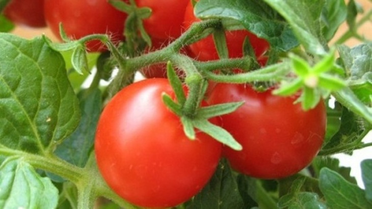 Секреты ухода за разными томатами - фото