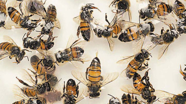 В Европе и США зафиксирована массовая гибель пчел - фото
