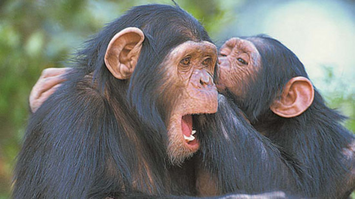 Ученые разгадали язык жестов шимпанзе - фото