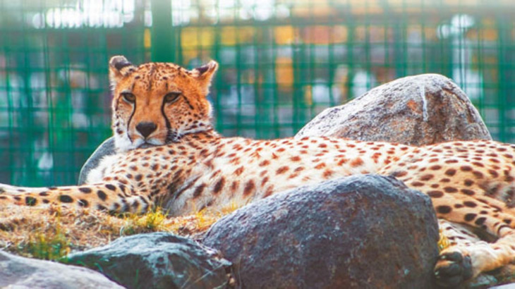 Как живет единственный в России ландшафтный зоопарк - фото