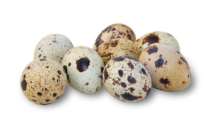 Перепелиные яйца: ни грамма антибиотиков - фото