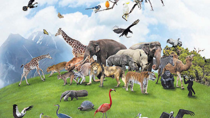 На Земле началось шестое массовое вымирание животного мира - фото