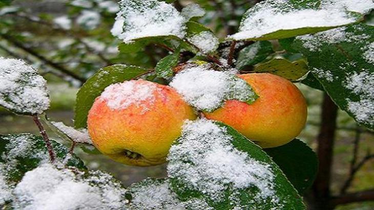 Зимние яблоки: пролежав до весны, станут очень вкусны - фото