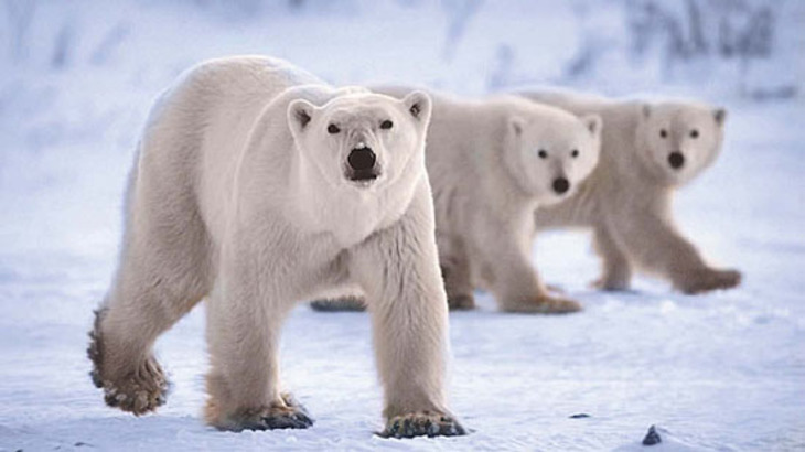 Белым медведям ничто не угрожает - фото