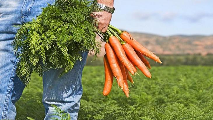 Морока с морковью - фото