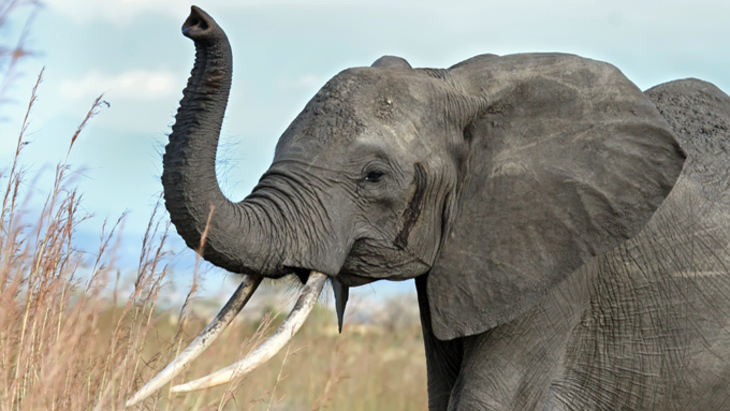 Взбесившийся слон в Таиланде утащил туристок из России в джунгли - фото