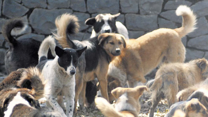 Уфимские «мстители» травят собак и людей - фото