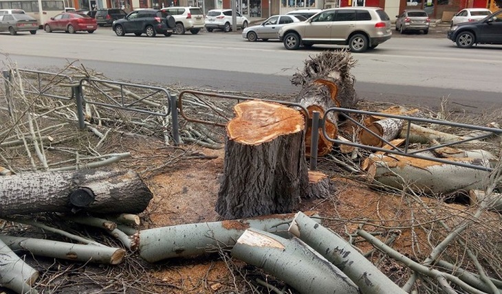 В Саратове массово уничтожают деревья - фото