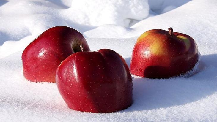 Зимняя посевная для яблонь - фото
