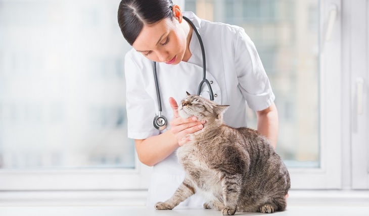 Какие болезни угрожают кошке на даче? - фото