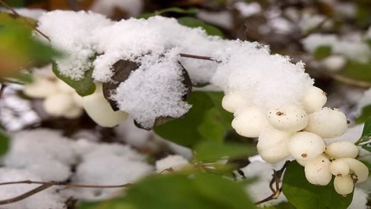Белые ягоды снежной зимой - фото