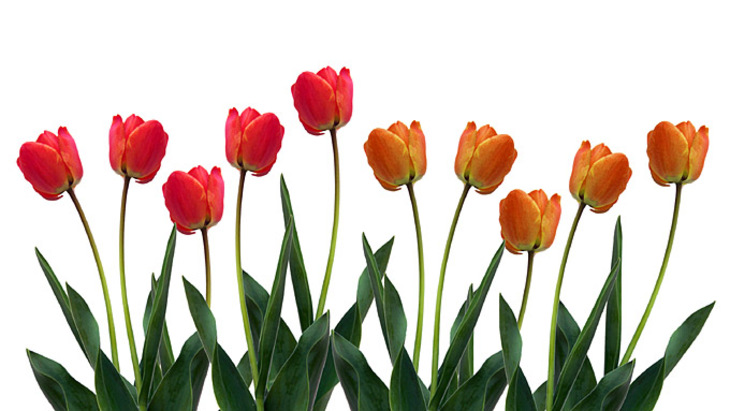 Как выбрать тюльпаны к празднику - фото