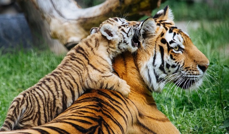 Амурский тигр – гордость России - фото
