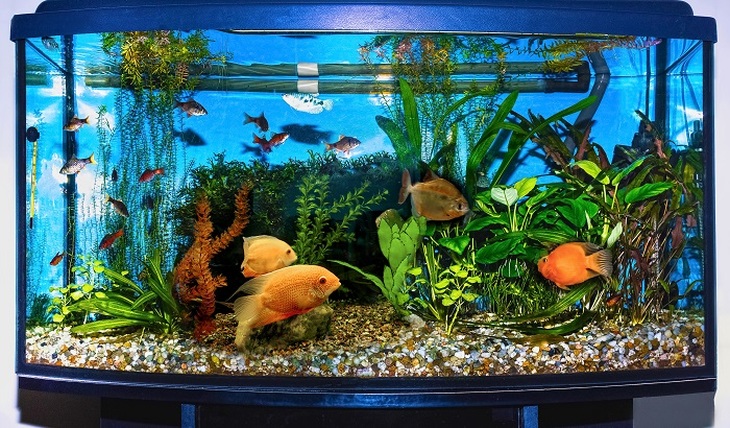 Ваш первый аквариум - фото