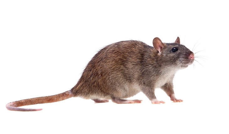 Самцы крыс дали потомство - фото