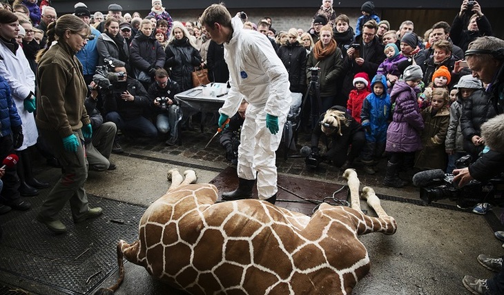 Европейский «гуманизм»: убийство беззащитных животных - фото