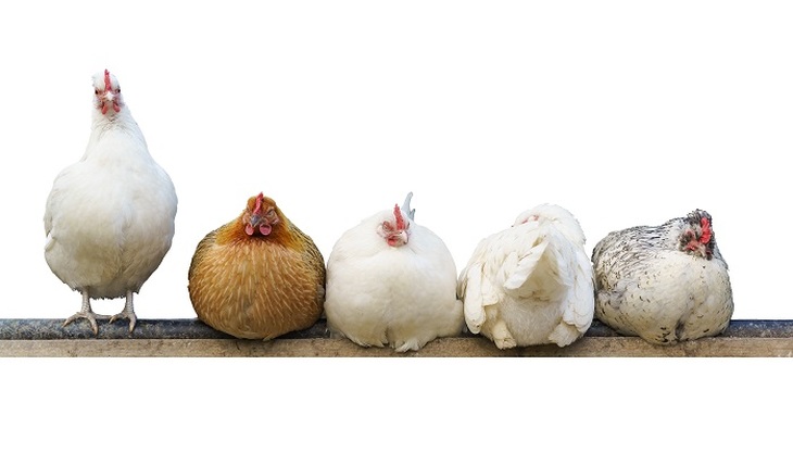 6 мифов о домашней курятине - фото