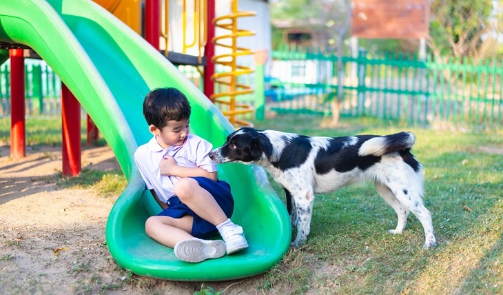 Собаки на детской площадке - фото