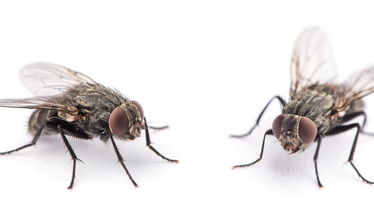 Как мухи спасли диабетиков - фото