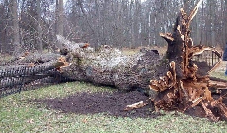 Тургеневский дуб стал жертвой урагана - фото