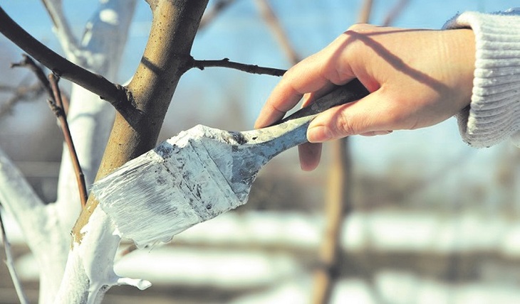 Защищаем деревья от мороза - фото