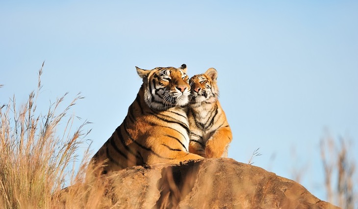 Президентские тигры оказались бабниками и перебежчиками - фото