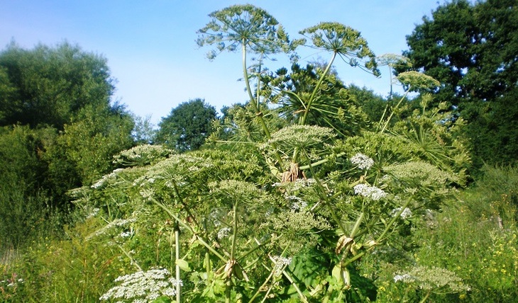 The hated cow parsnip found a worthy use - photo
