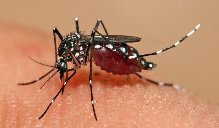 Комары-убийцы из Америки добрались до Беларуси - фото