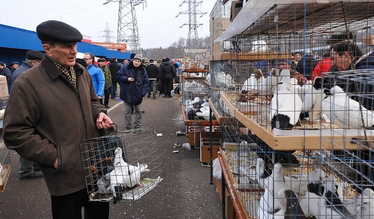 Закон скажет НЕТ птичьим рынкам - фото