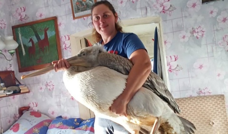 Спасли замерзшего в сугробе пеликана - фото