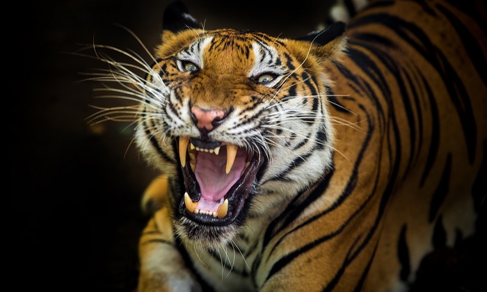 Амурские тигры оказались жертвами человеческой жадности - фото