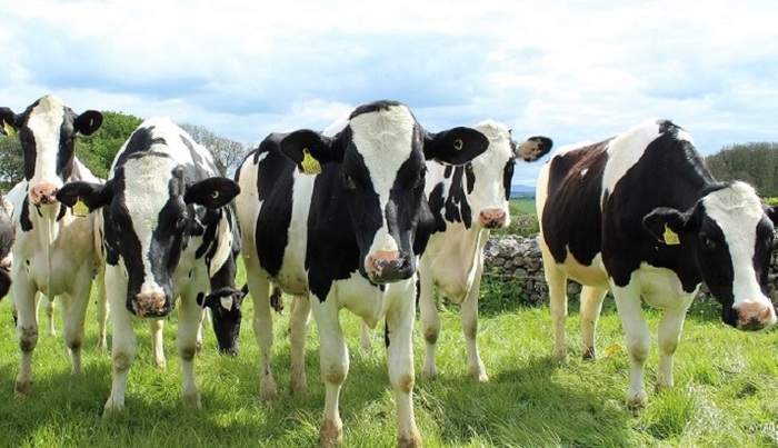 Ученые спорят о полезности коровьего молока - фото